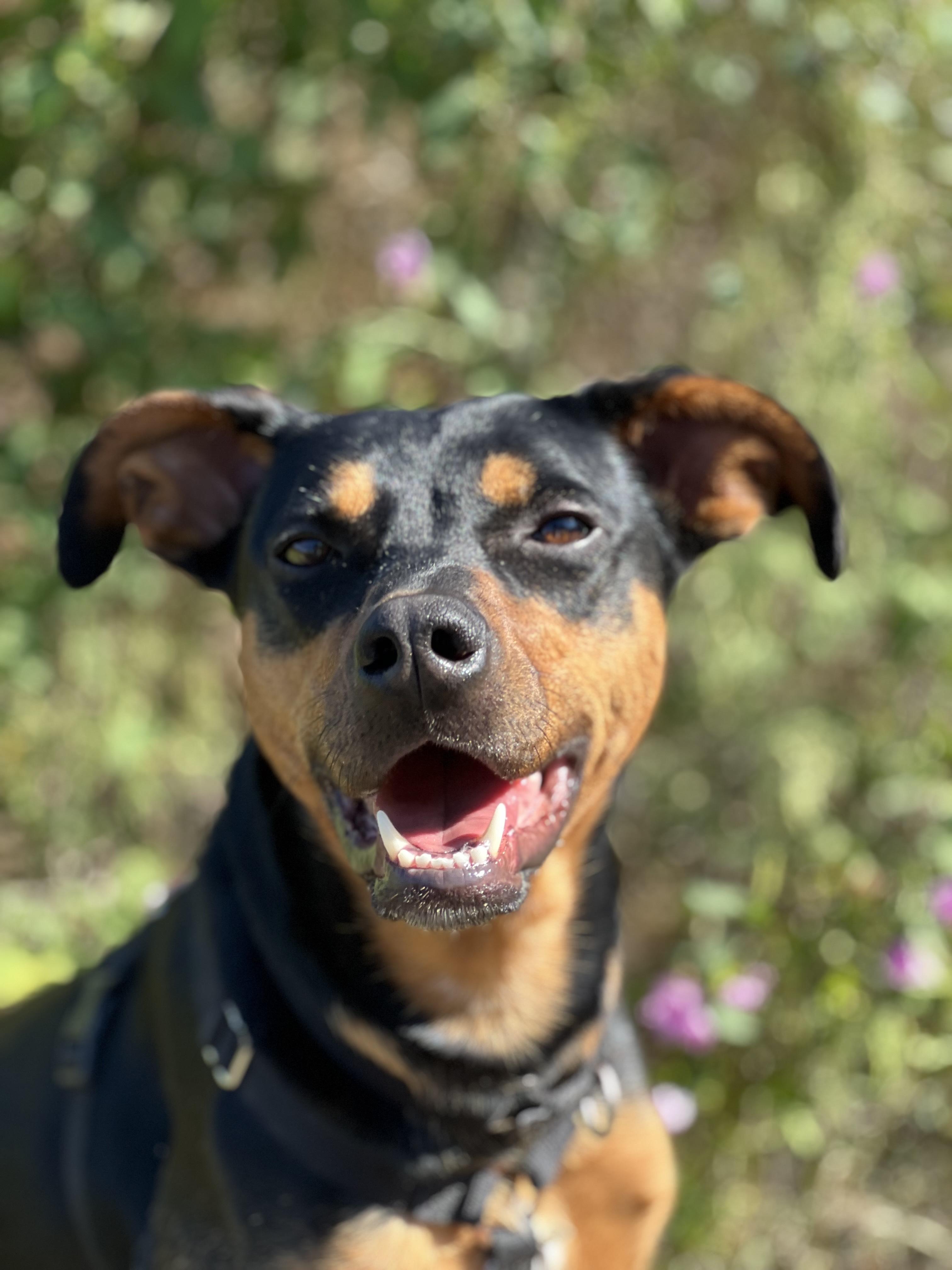Lyric, a Adoptable mixed breed in Dripping Springs, TX image 3/4