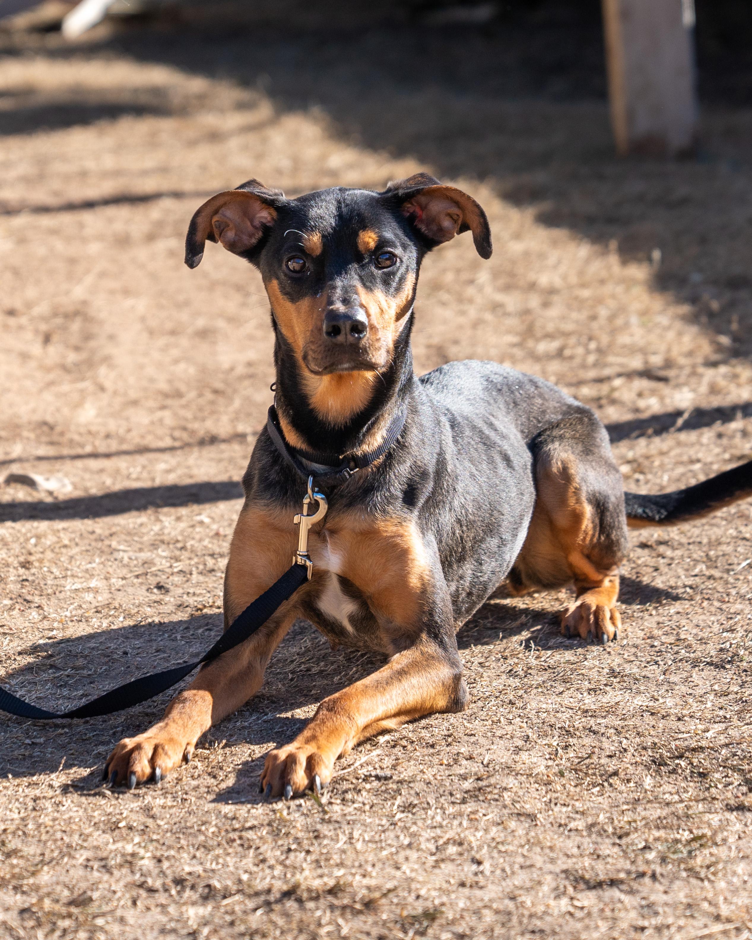 Lyric, a Adoptable mixed breed in Dripping Springs, TX image 2/4