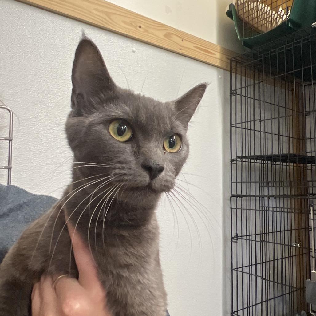 California, Adoptable, Adult Female Domestic Short Hair.