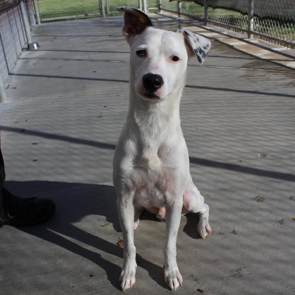 Enlarge Huckleberry, a Adoptable Mixed Breed in McPherson, KS image 2/6