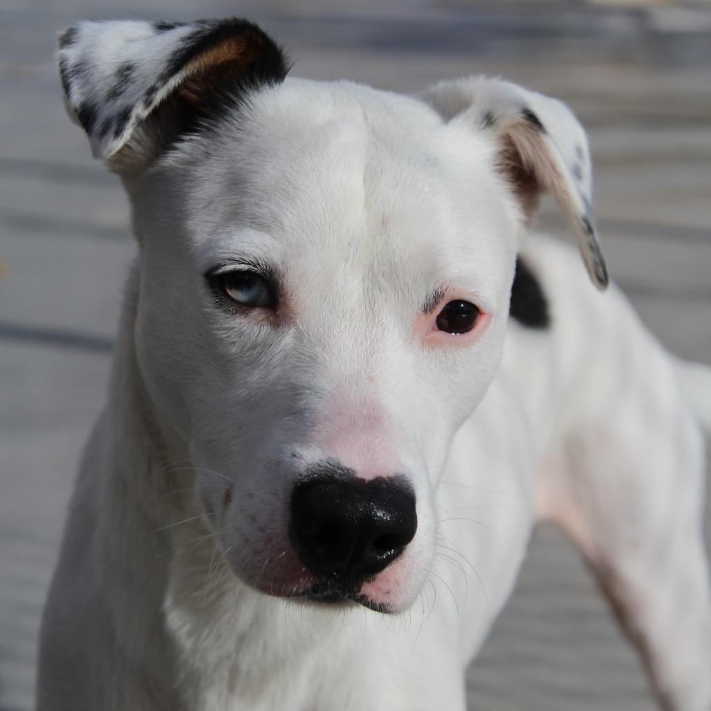 Enlarge Huckleberry, a Adoptable Mixed Breed in McPherson, KS image 3/6
