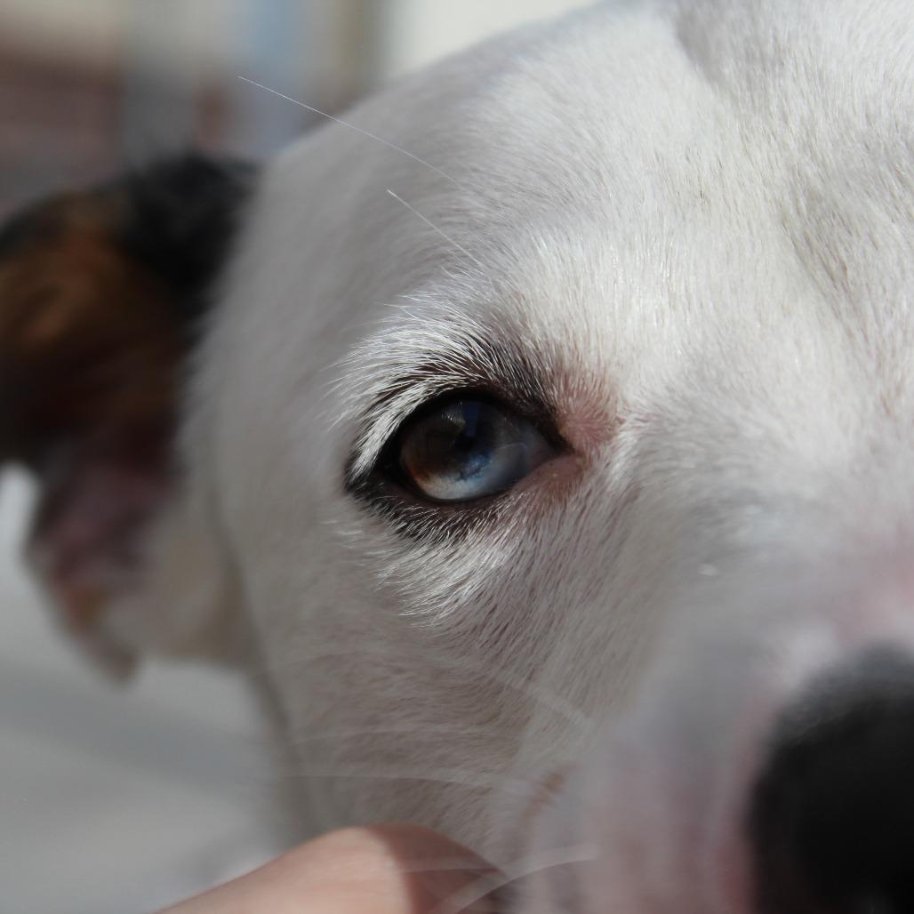 Enlarge Huckleberry, a Adoptable Mixed Breed in McPherson, KS image 5/6