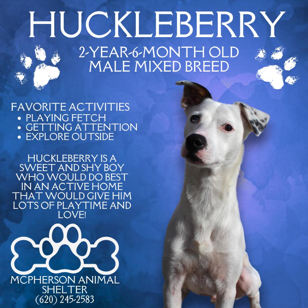 Enlarge Huckleberry, a Adoptable Mixed Breed in McPherson, KS image 1/6