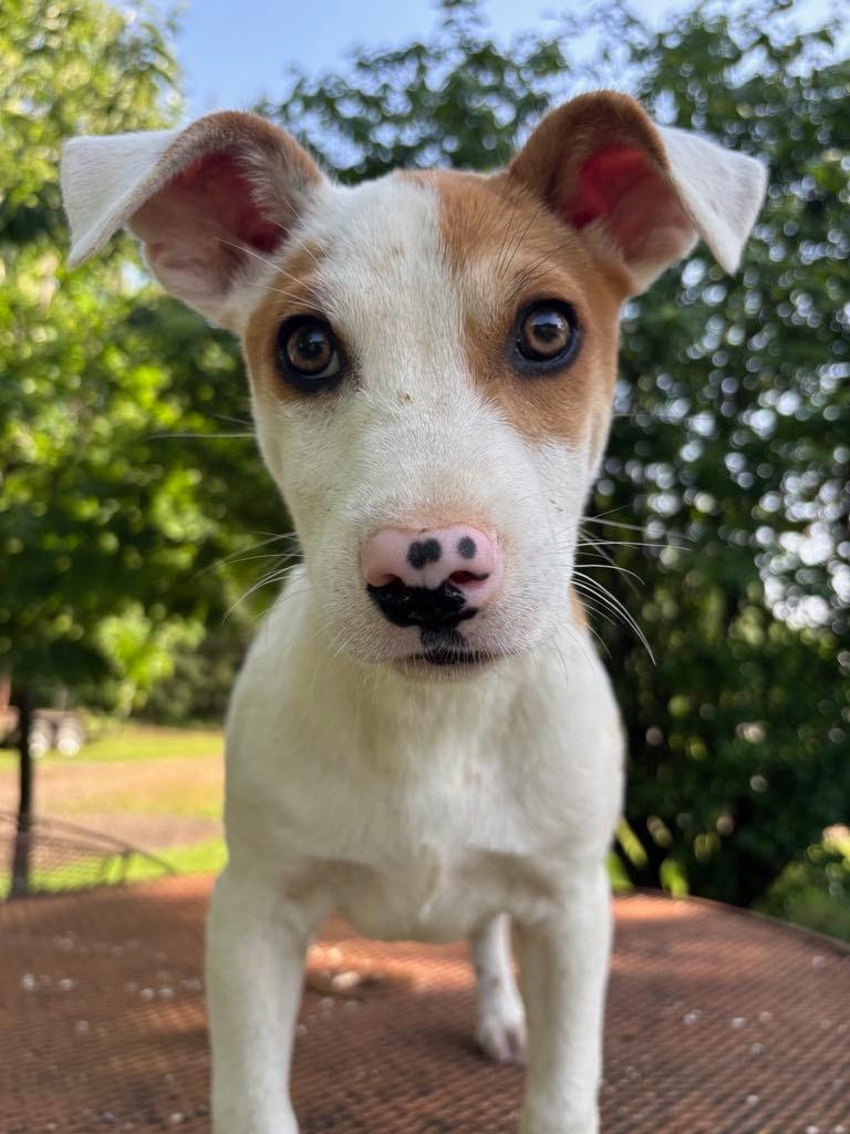 Jack Speckled Nose photo 1