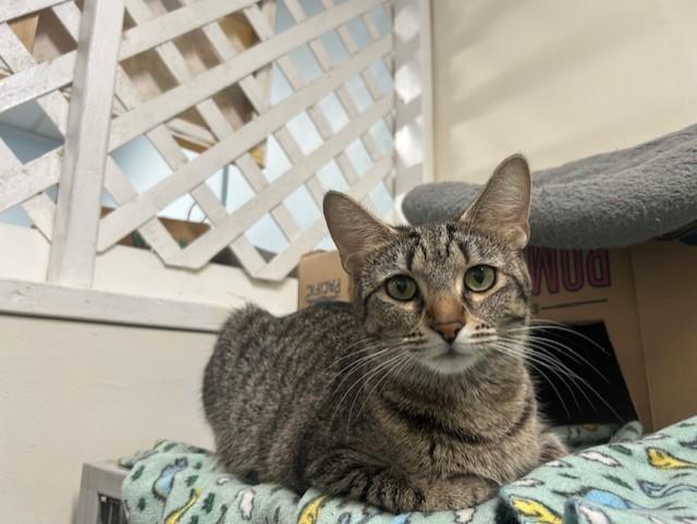 Enlarge Biscotti & Maverick, a ADOPTABLE Domestic Short Hair in Chicago, IL image 3/6