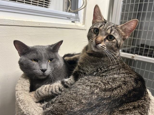 Enlarge Biscotti & Maverick, a ADOPTABLE Domestic Short Hair in Chicago, IL image 1/6