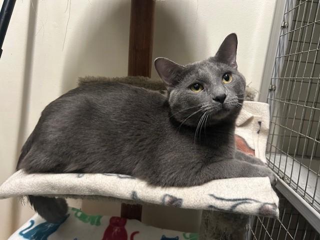 Enlarge Biscotti & Maverick, a ADOPTABLE Domestic Short Hair in Chicago, IL image 6/6