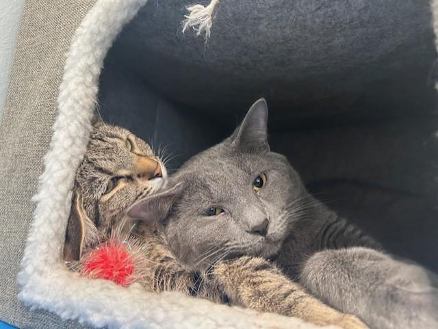 Enlarge Biscotti & Maverick, a ADOPTABLE Domestic Short Hair in Chicago, IL image 2/6