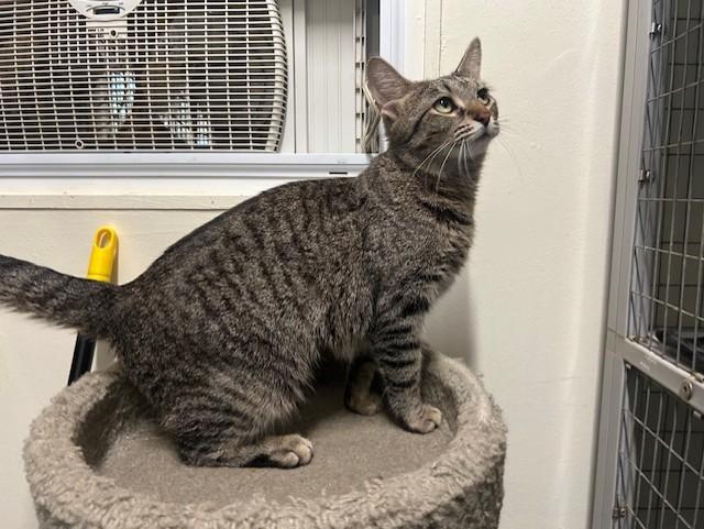 Enlarge Biscotti & Maverick, a ADOPTABLE Domestic Short Hair in Chicago, IL image 5/6