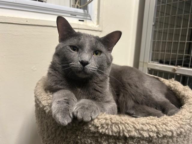 Enlarge Biscotti & Maverick, a ADOPTABLE Domestic Short Hair in Chicago, IL image 4/6