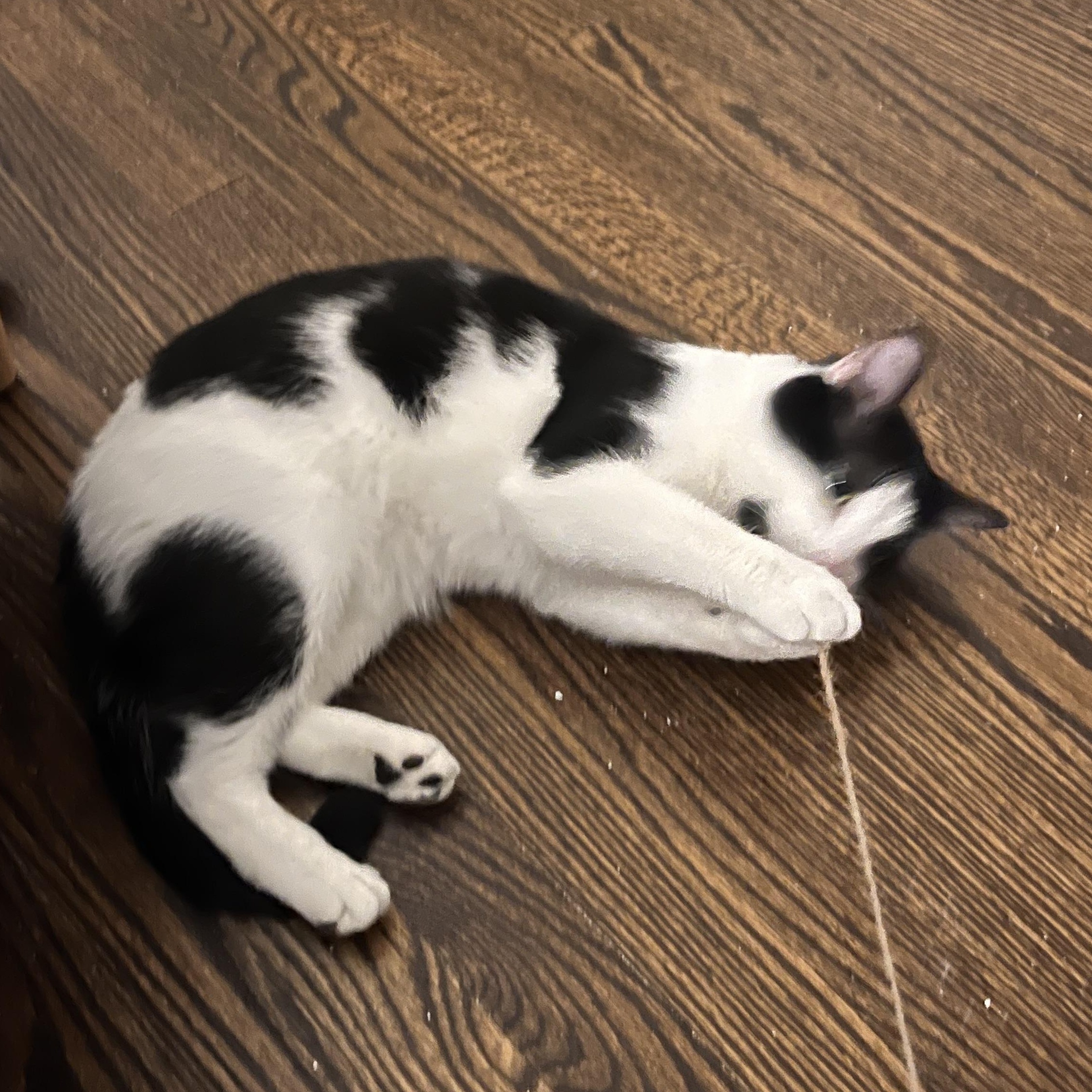 Enlarge Orion, a ADOPTABLE Domestic Short Hair in Hyattsville, MD image 6/6