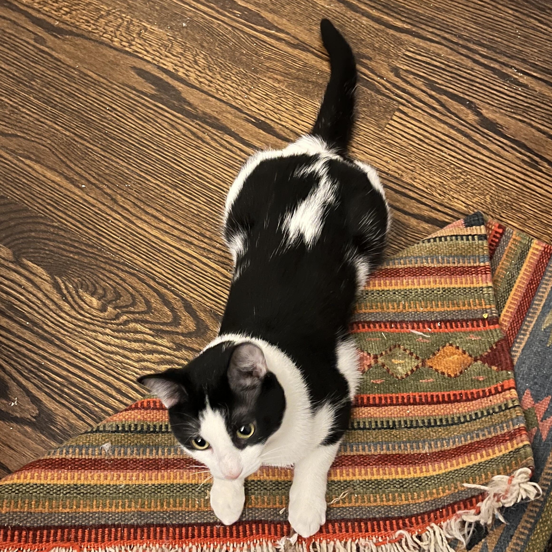 Orion, ADOPTABLE, Adult Male Tuxedo & Domestic Short Hair.