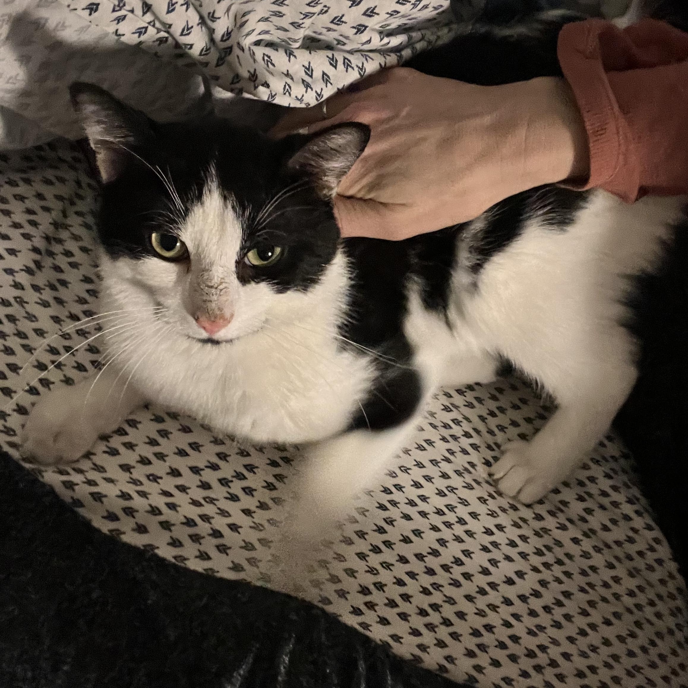 Enlarge Orion, a ADOPTABLE Domestic Short Hair in Hyattsville, MD image 3/6