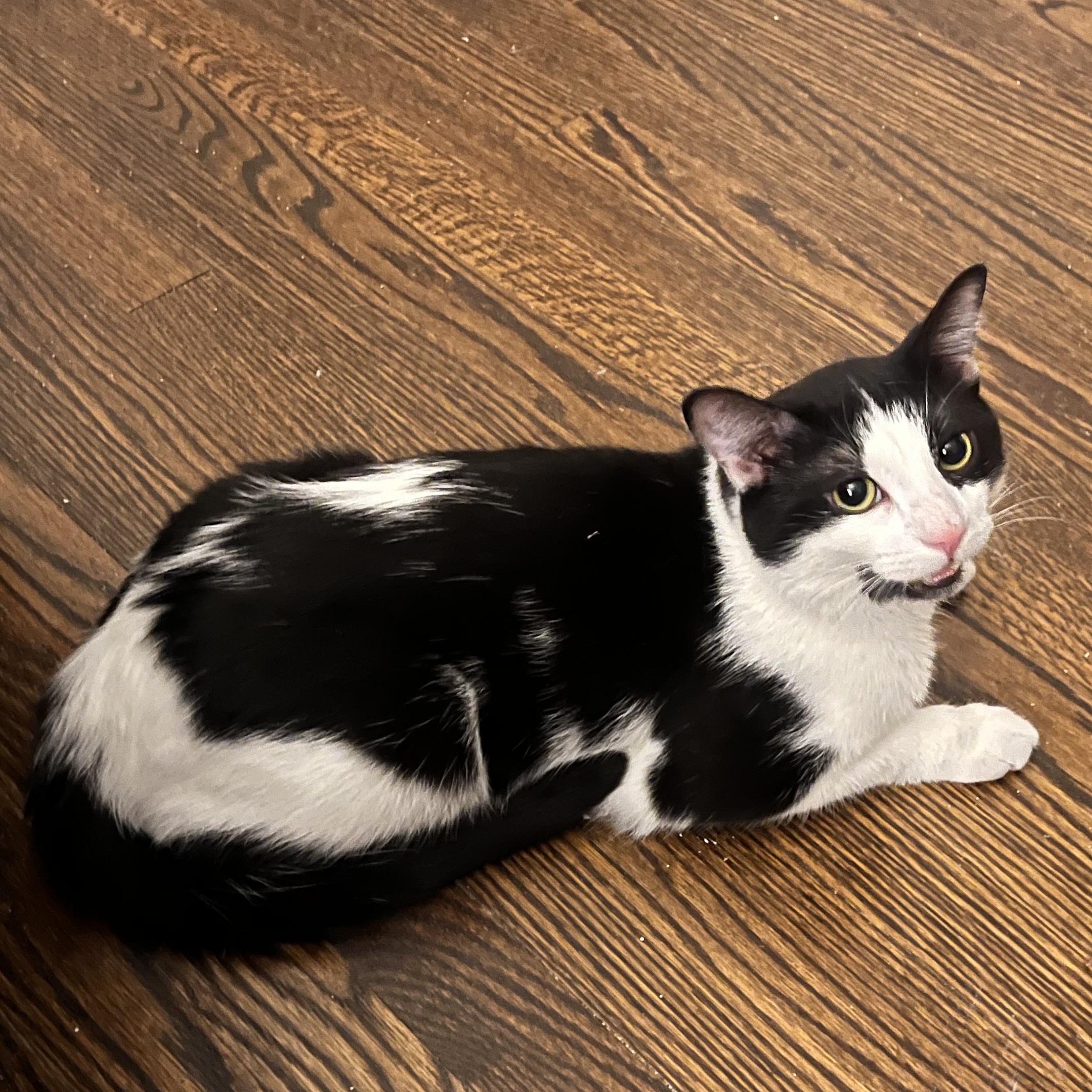 Enlarge Orion, a ADOPTABLE Domestic Short Hair in Hyattsville, MD image 1/6