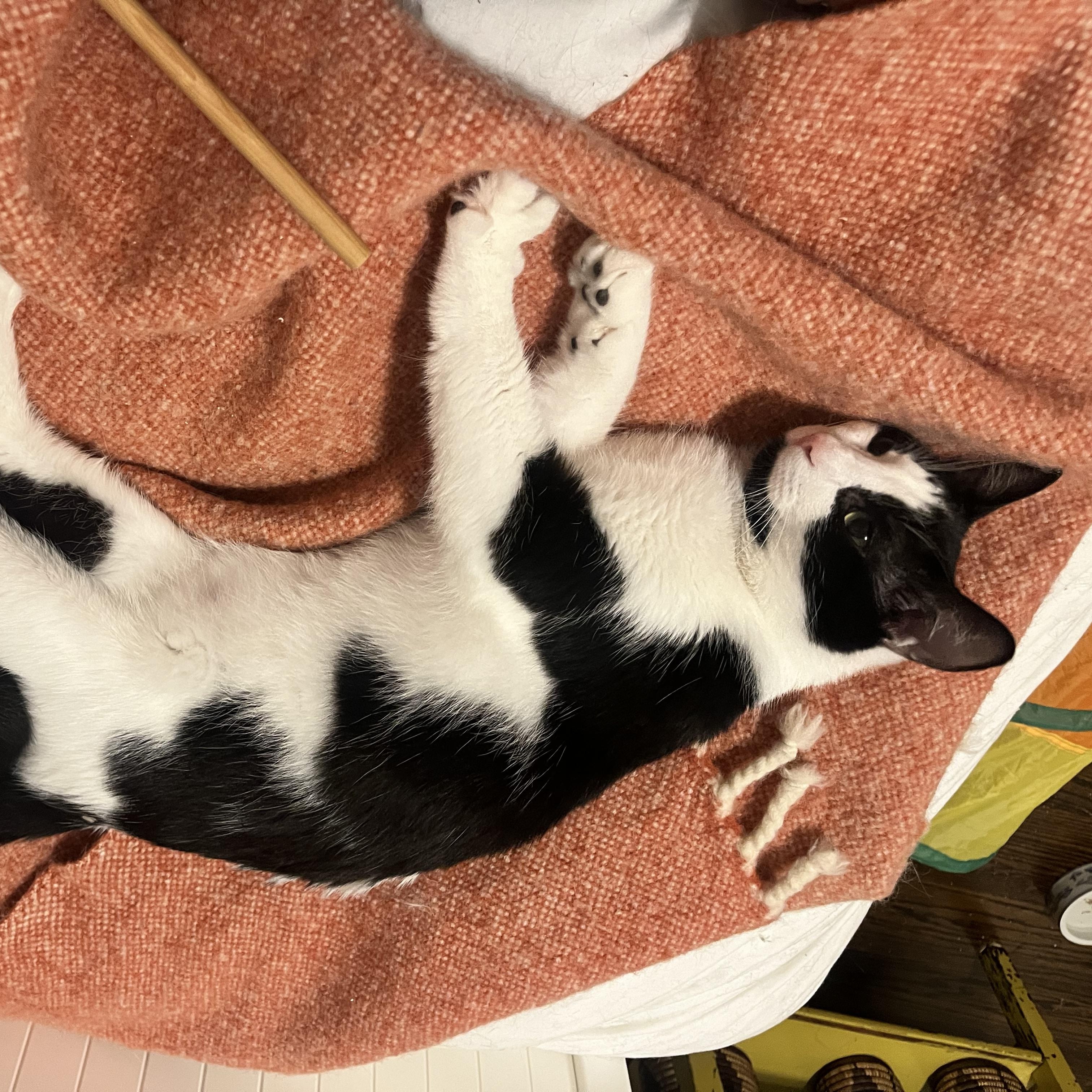 Orion, a ADOPTABLE mixed breed in Hyattsville, MD image 6/6