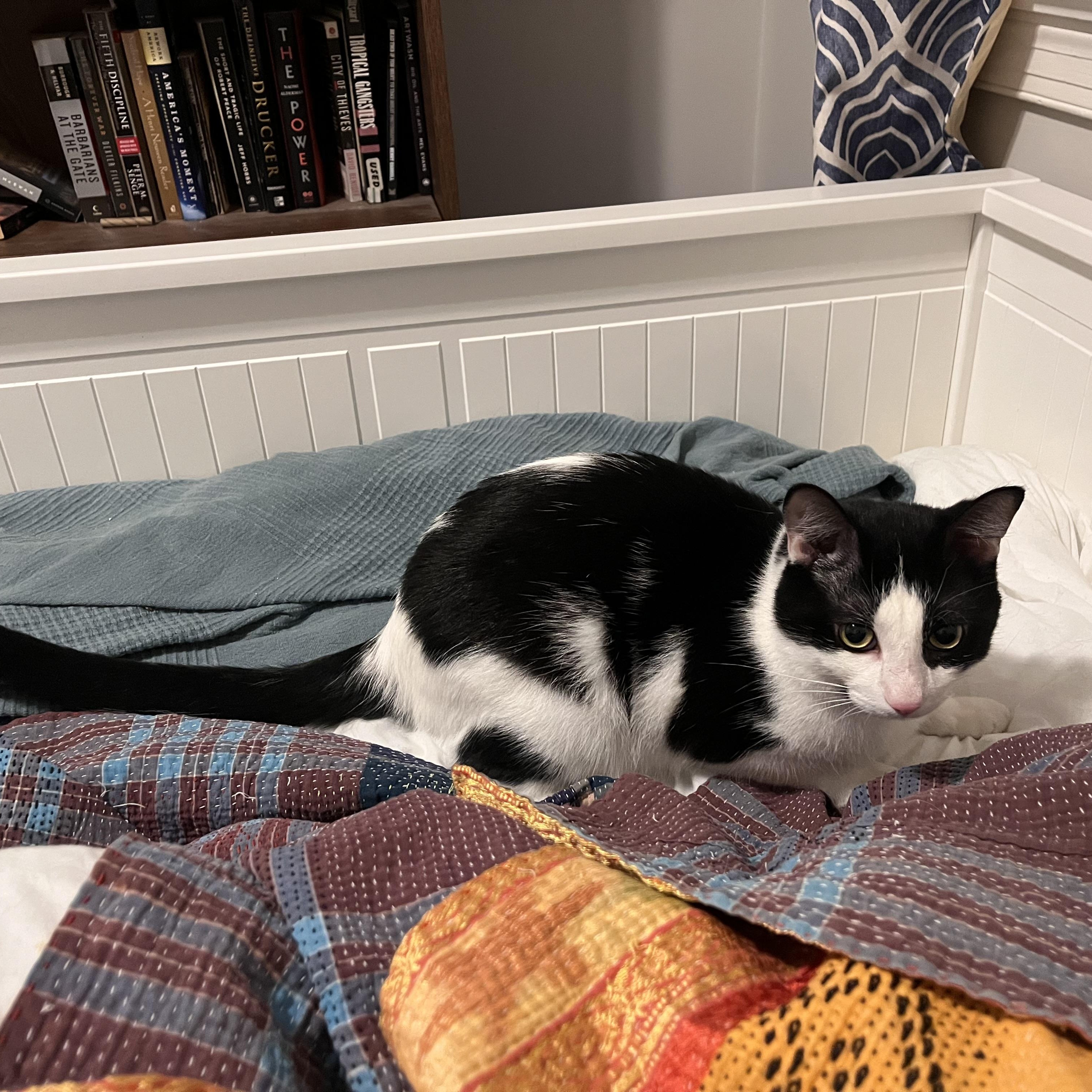 Enlarge Orion, a ADOPTABLE Domestic Short Hair in Hyattsville, MD image 5/6