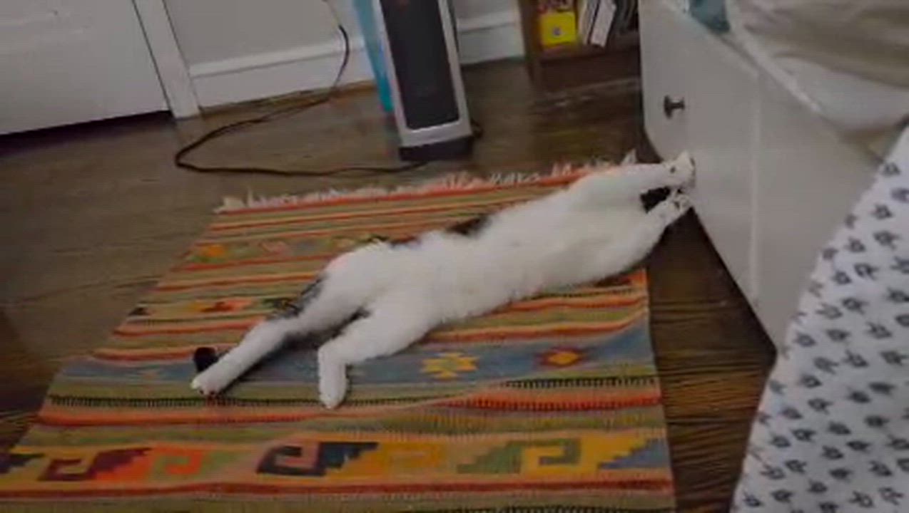 Enlarge Orion, a ADOPTABLE Domestic Short Hair in Hyattsville, MD video 2/6