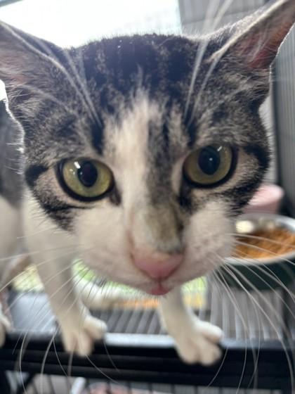 Polly, Adoptable, Young Female Domestic Short Hair & Domestic Short Hair.