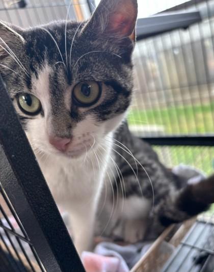 Enlarge Polly, a Adoptable mixed breed in West Memphis, AR image 2/3