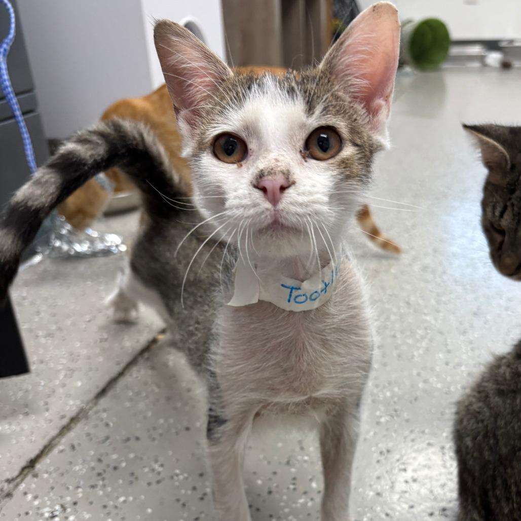 Tootles, Adoptable, Kitten Male Domestic Short Hair & Domestic Short Hair.