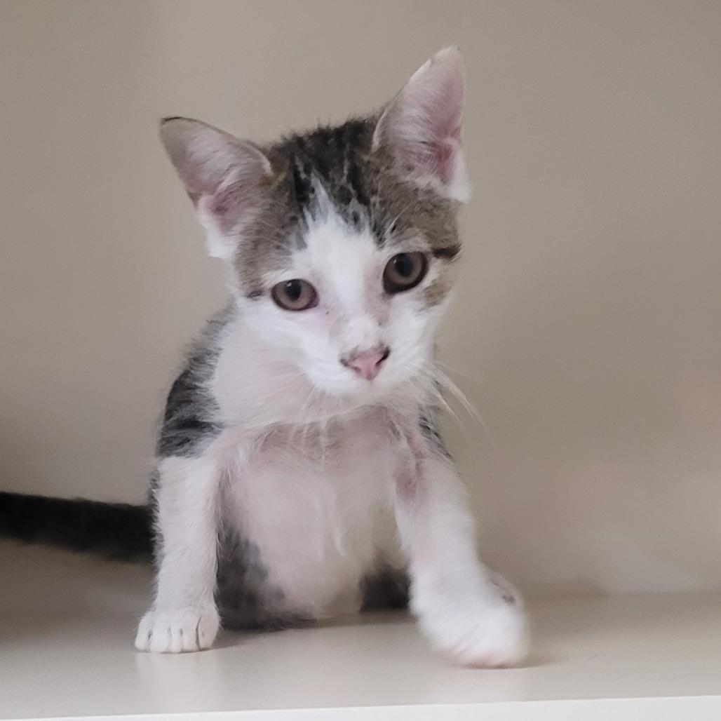 Enlarge Tootles, a Adoptable mixed breed in La Grange, KY image 2/2