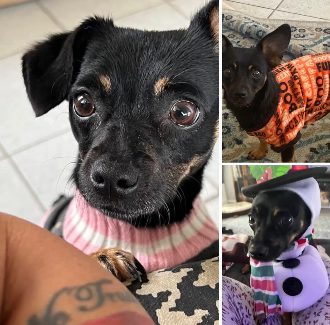 Enlarge Daisy, a Adopted mixed breed in Palm Harbor, FL image 1/12