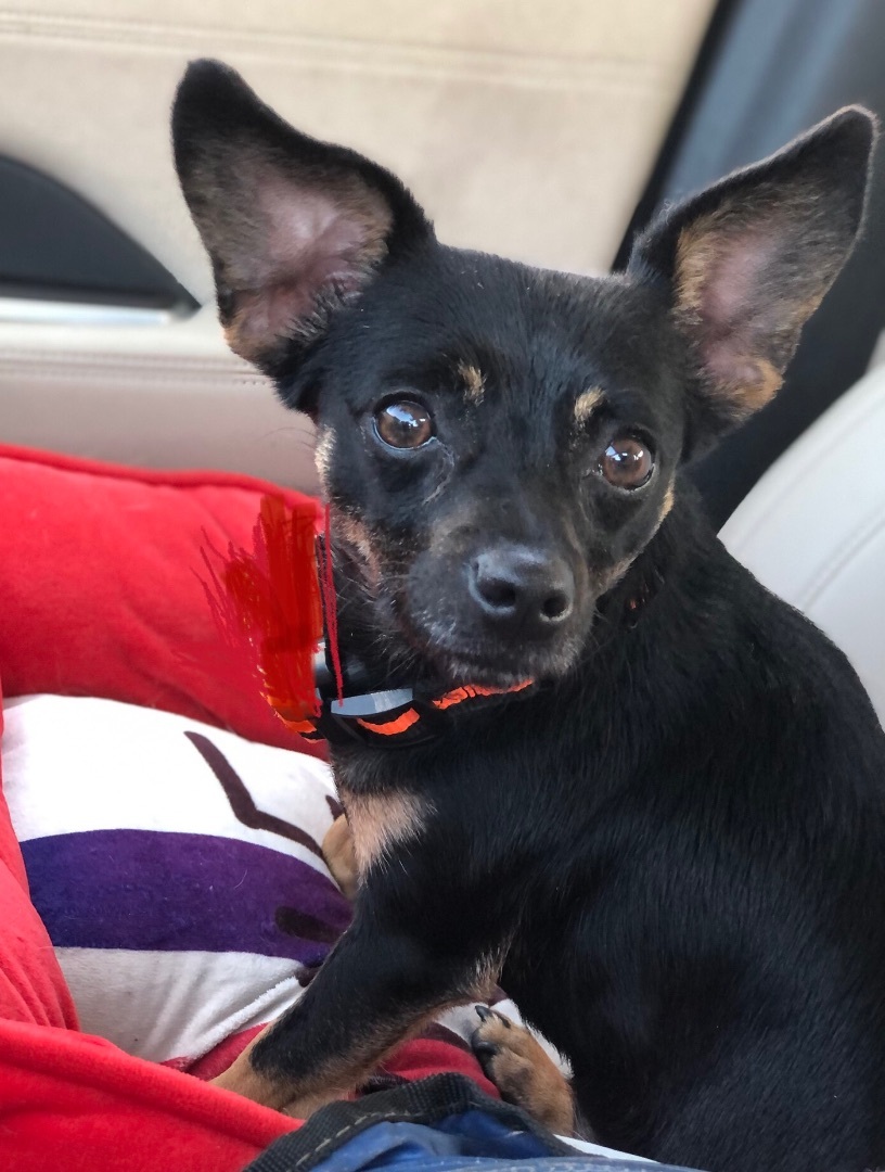 Enlarge Daisy, a Adopted mixed breed in Palm Harbor, FL image 2/12