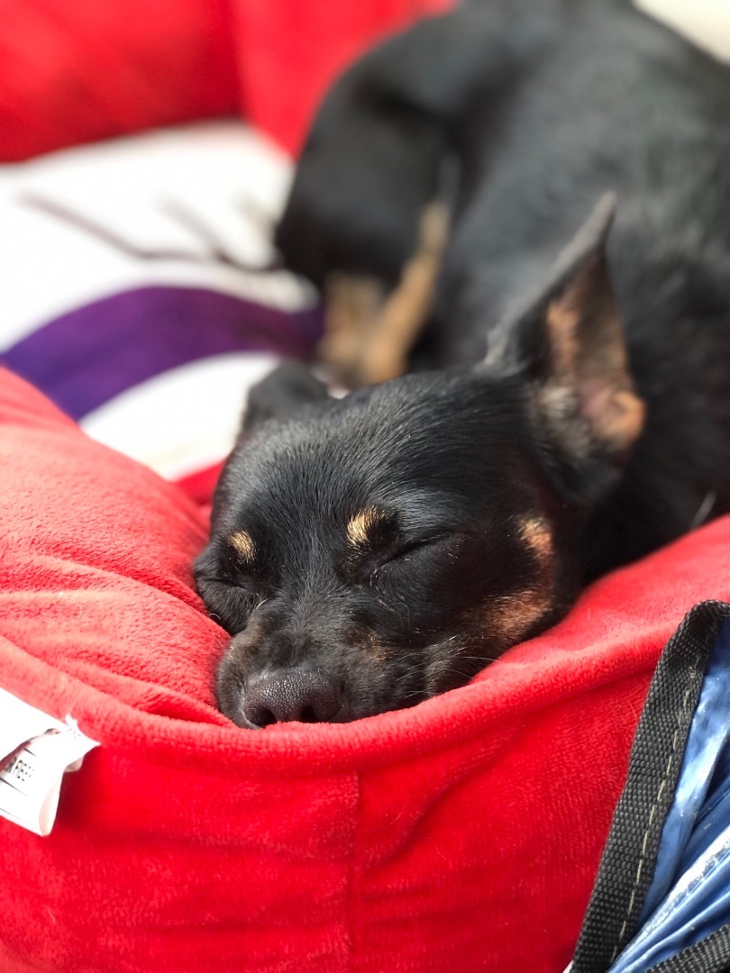 Enlarge Daisy, a Adopted mixed breed in Palm Harbor, FL image 3/12