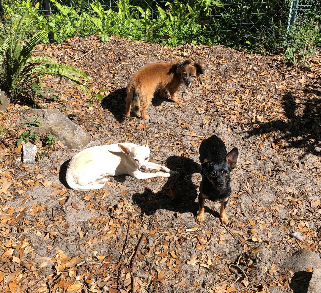 Enlarge Daisy, a Adopted mixed breed in Palm Harbor, FL image 4/12