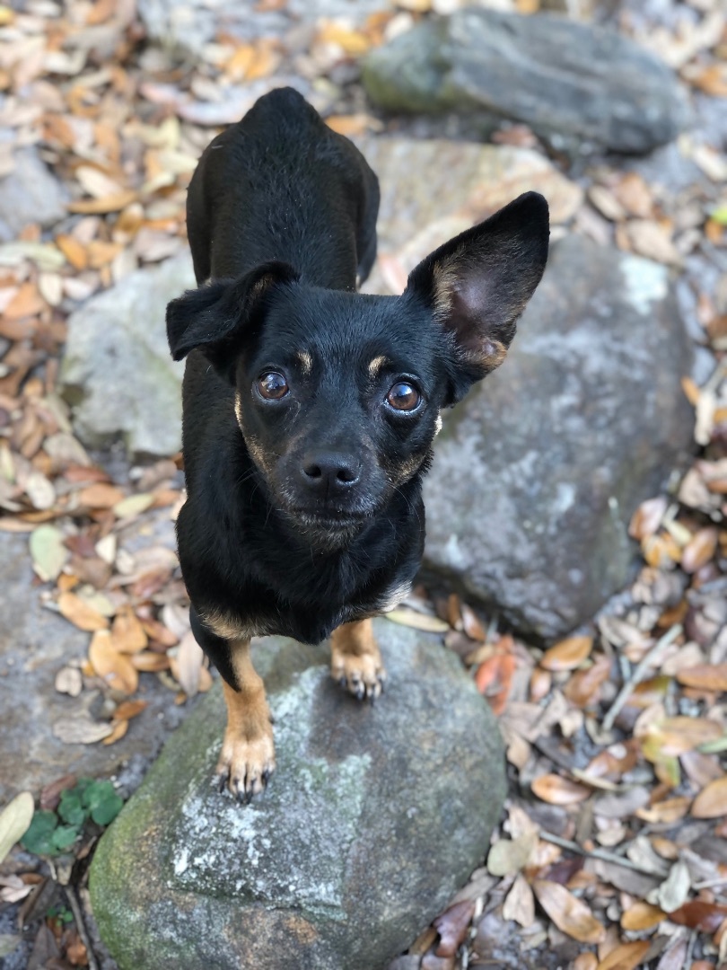Enlarge Daisy, a Adopted mixed breed in Palm Harbor, FL image 5/12
