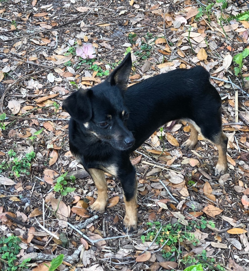 Enlarge Daisy, a Adopted mixed breed in Palm Harbor, FL image 6/12