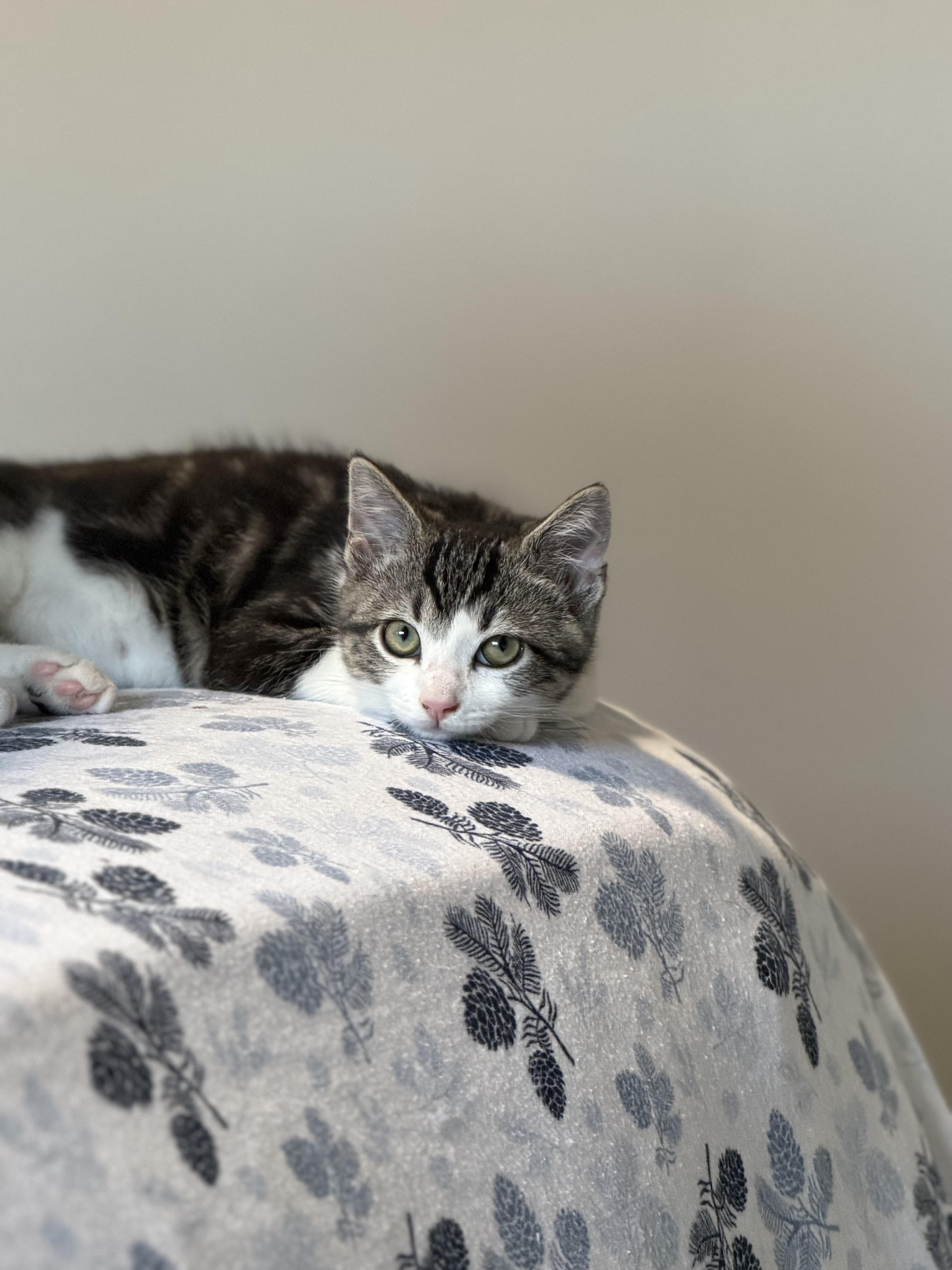 Nick, Adoptable, Kitten Male Domestic Short Hair & Tabby.