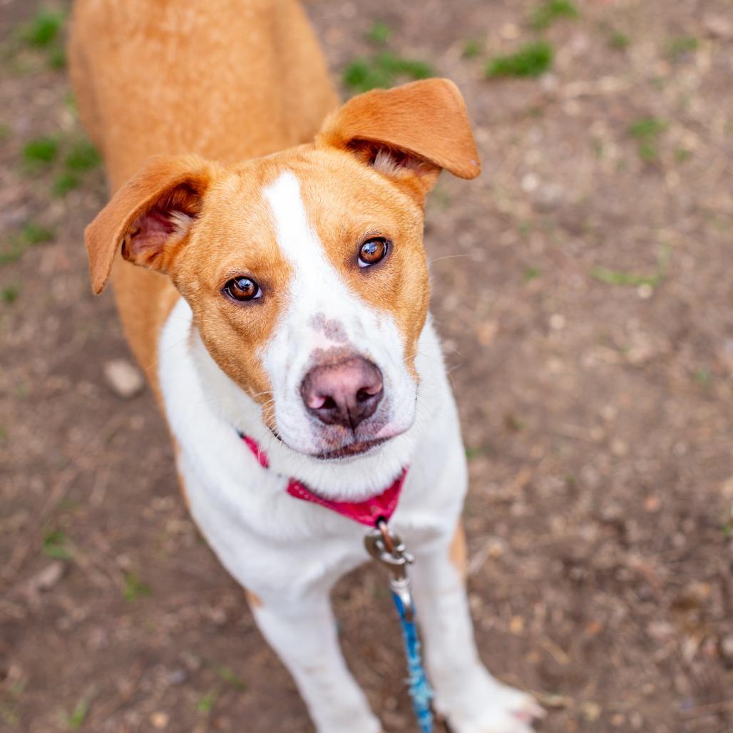 Mr. Professor, PhD, Adoptable, Young Male Cattle Dog & Black Mouth Cur.