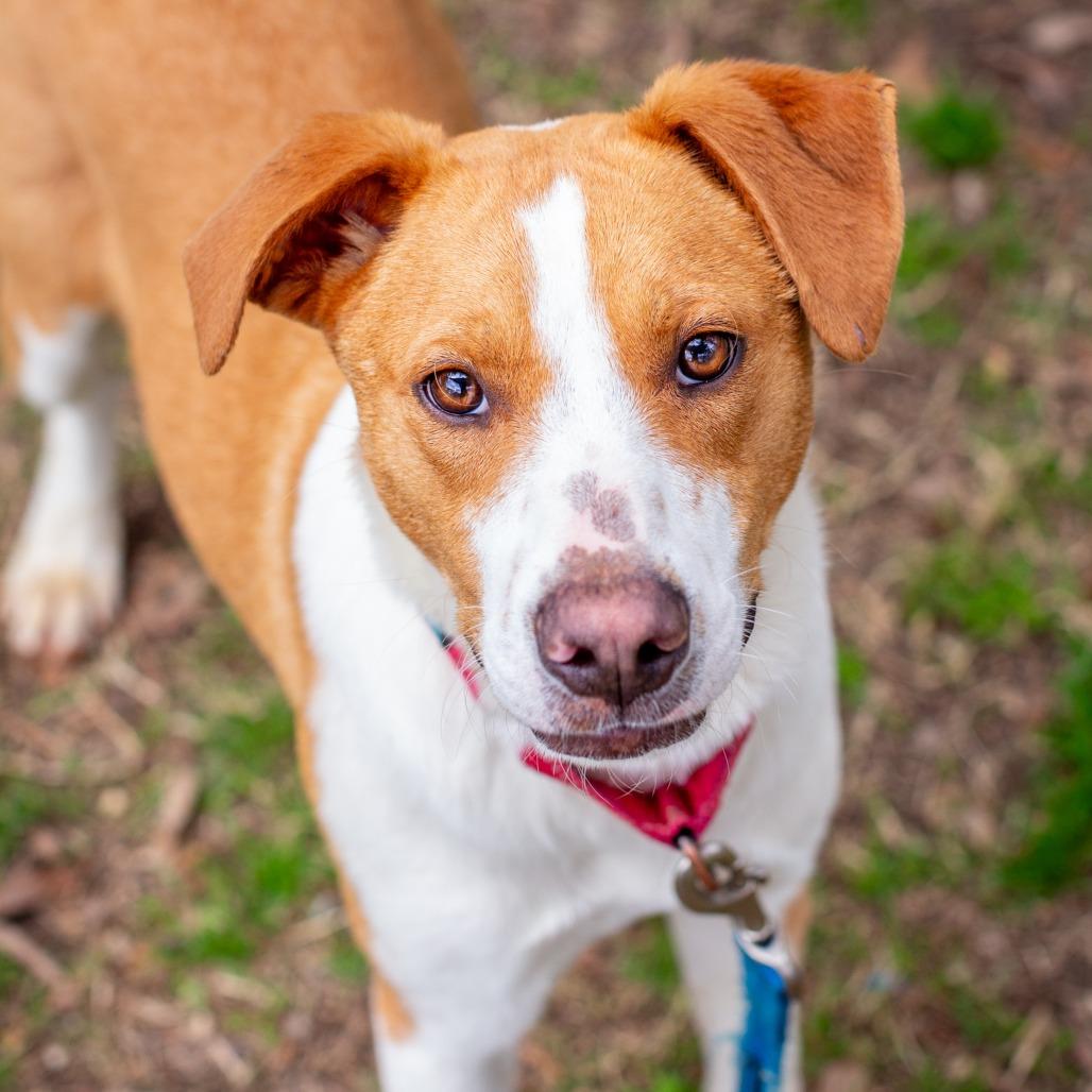 Mr. Professor, PhD, a Adoptable mixed breed in Hattiesburg, MS image 3/5