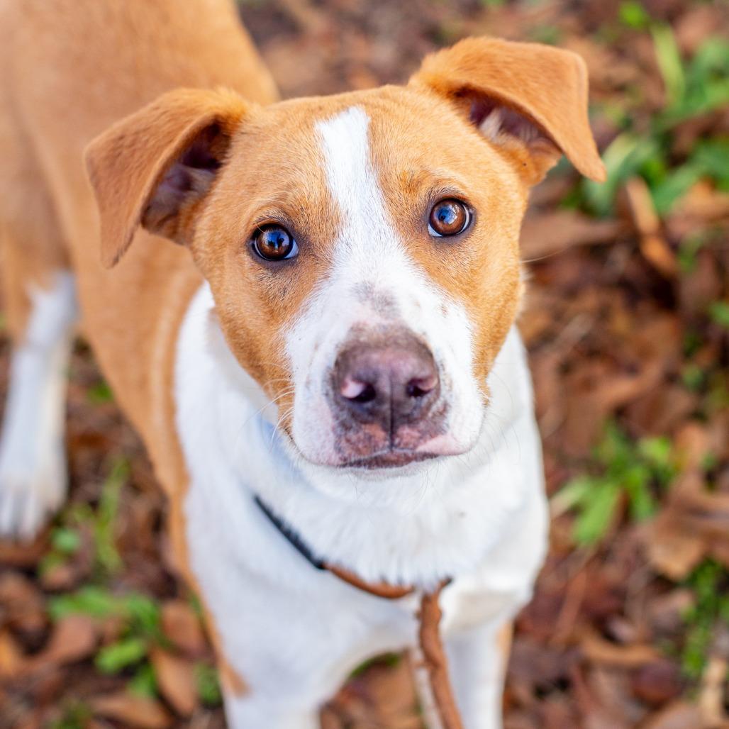 Mr. Professor, PhD, a Adoptable mixed breed in Hattiesburg, MS image 4/5