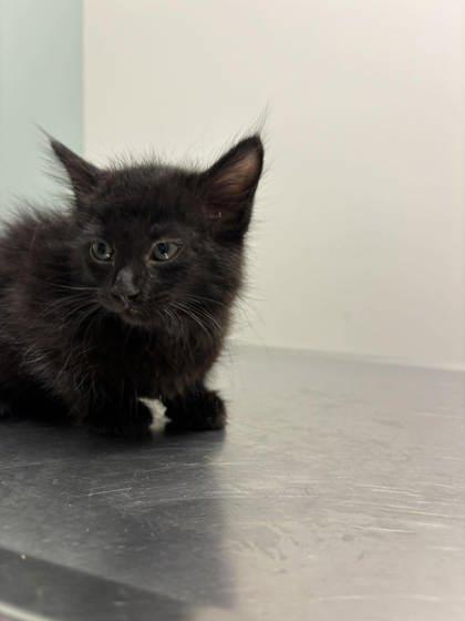 Enlarge Shadow Talbert, an adopted Domestic Short Hair in Annapolis, MD image 1/1