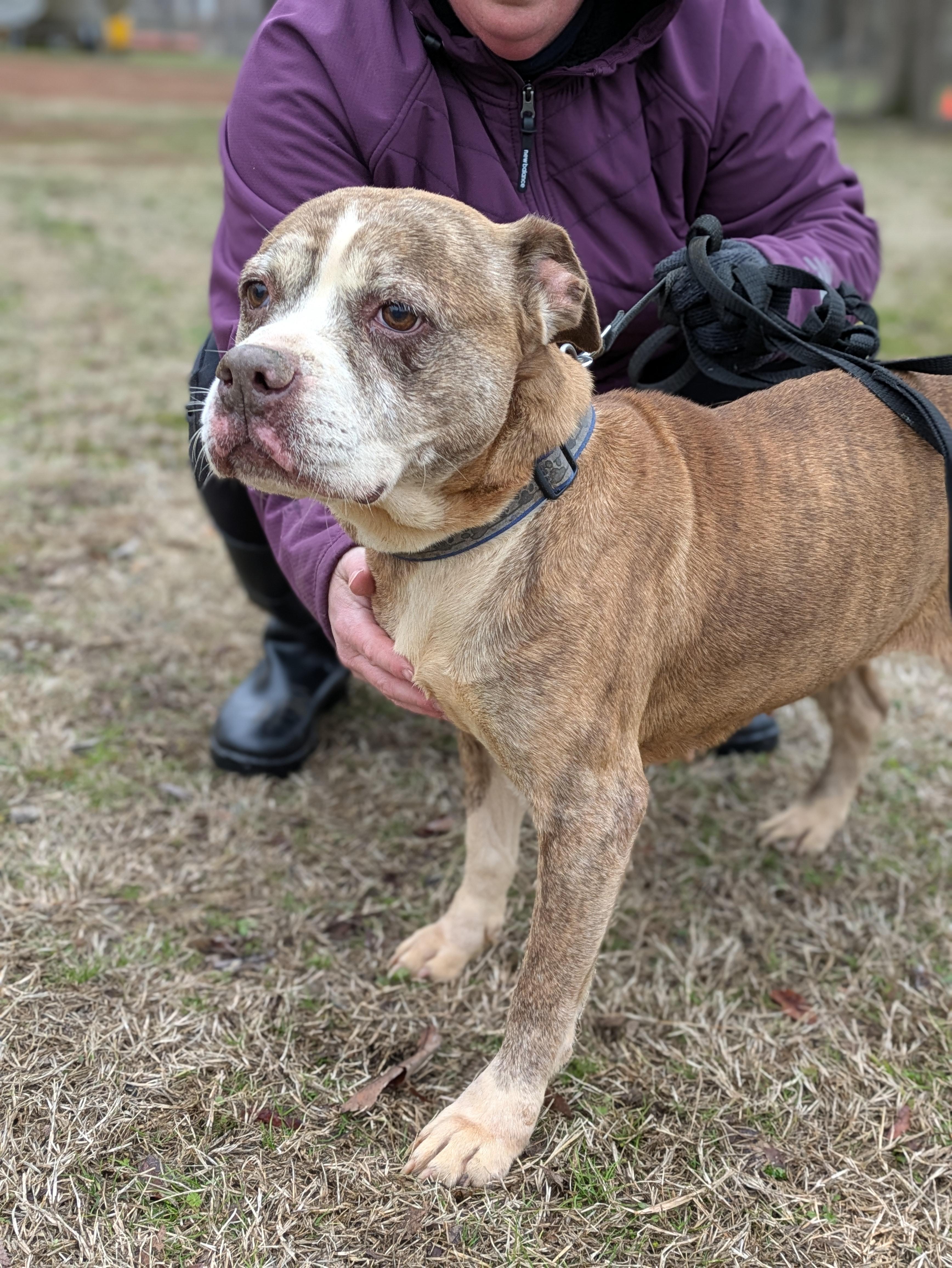 Pinhote, a Adoptable Mixed Breed in Huntsville, AL image 2/6