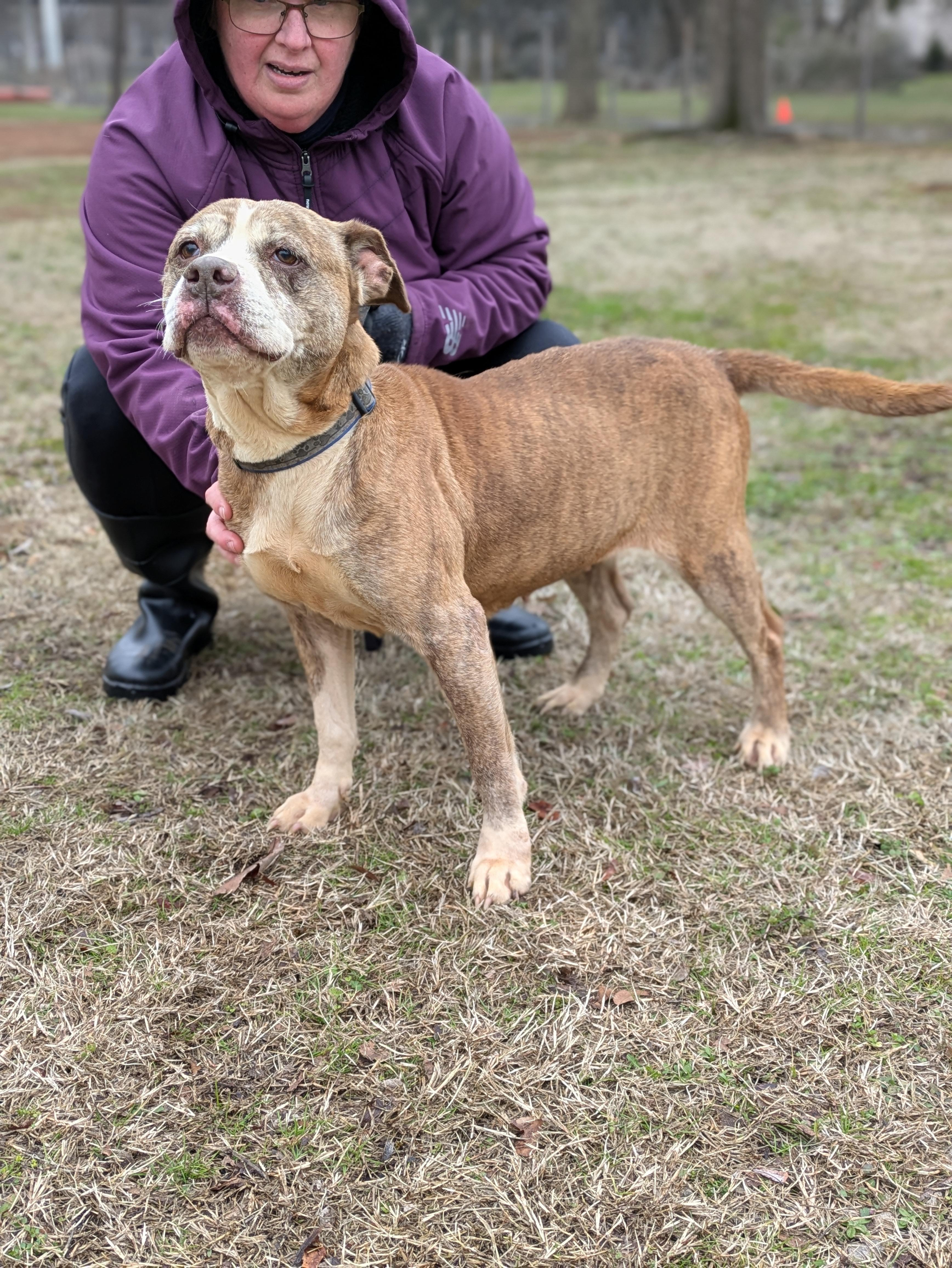 Pinhote, a Adoptable Mixed Breed in Huntsville, AL image 5/6