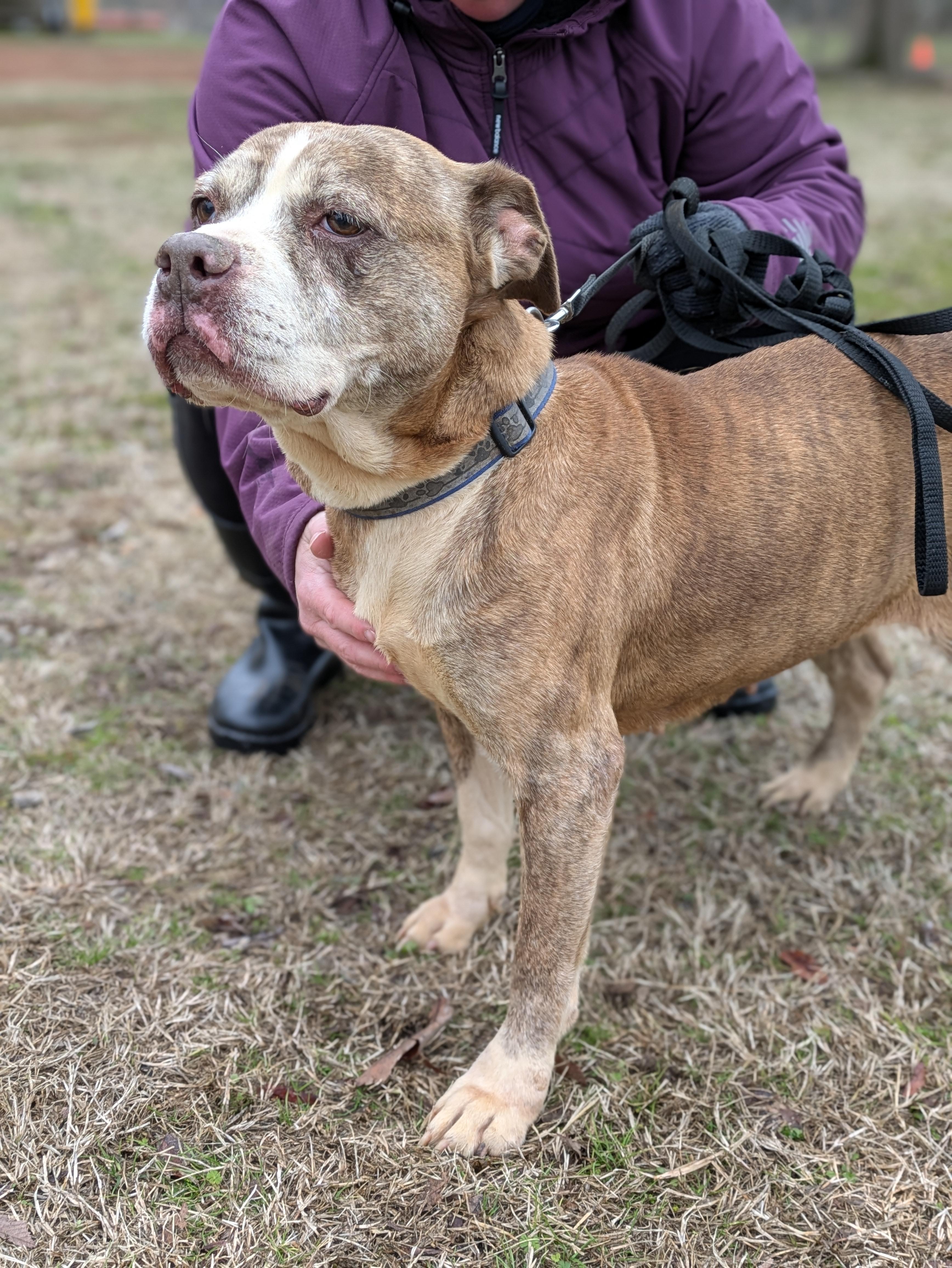 Pinhote, a Adoptable Mixed Breed in Huntsville, AL image 4/6