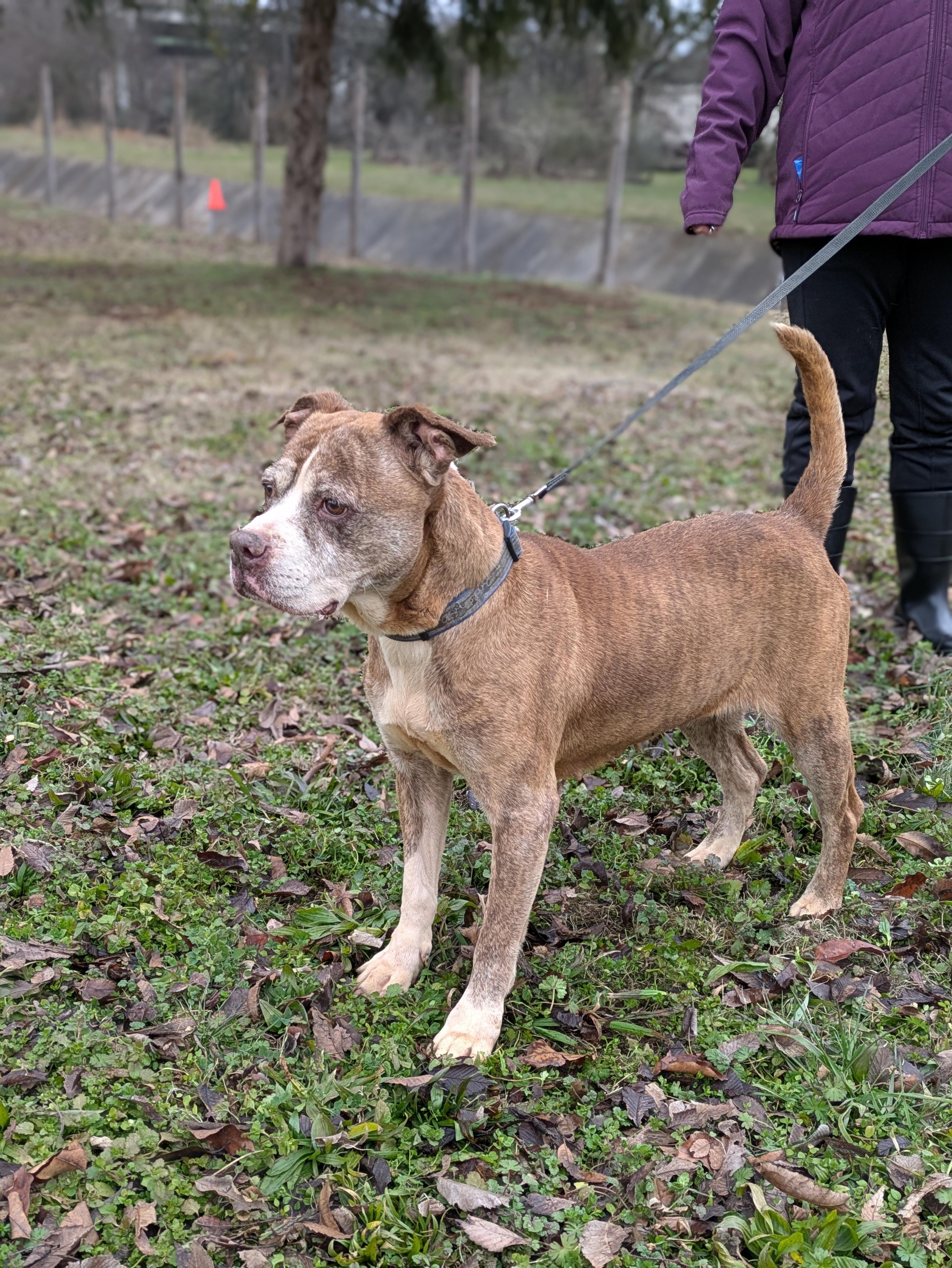 Pinhote, a Adoptable Mixed Breed in Huntsville, AL image 3/6