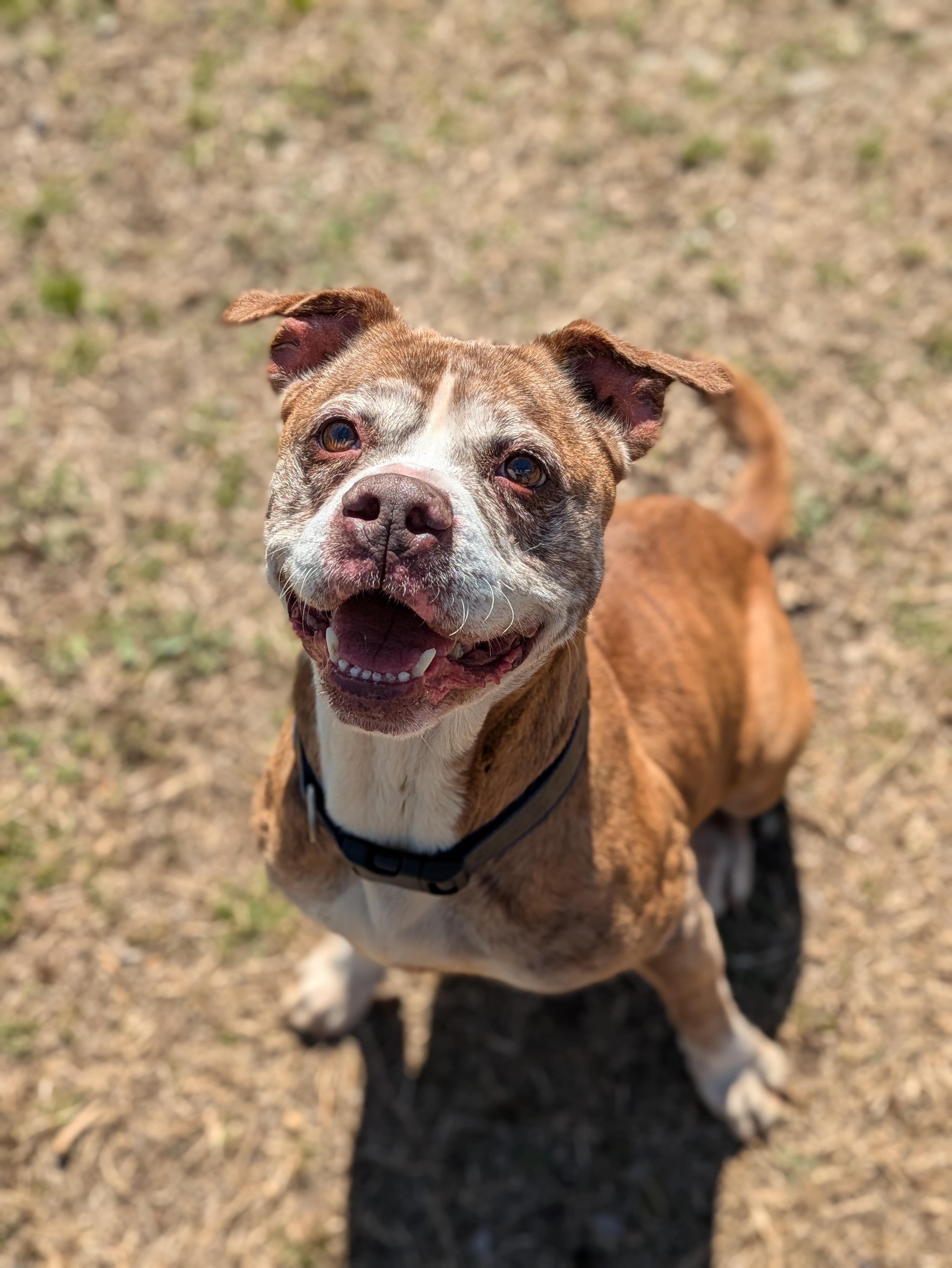 Pinhote, Adoptable, Adult Female Mixed Breed.