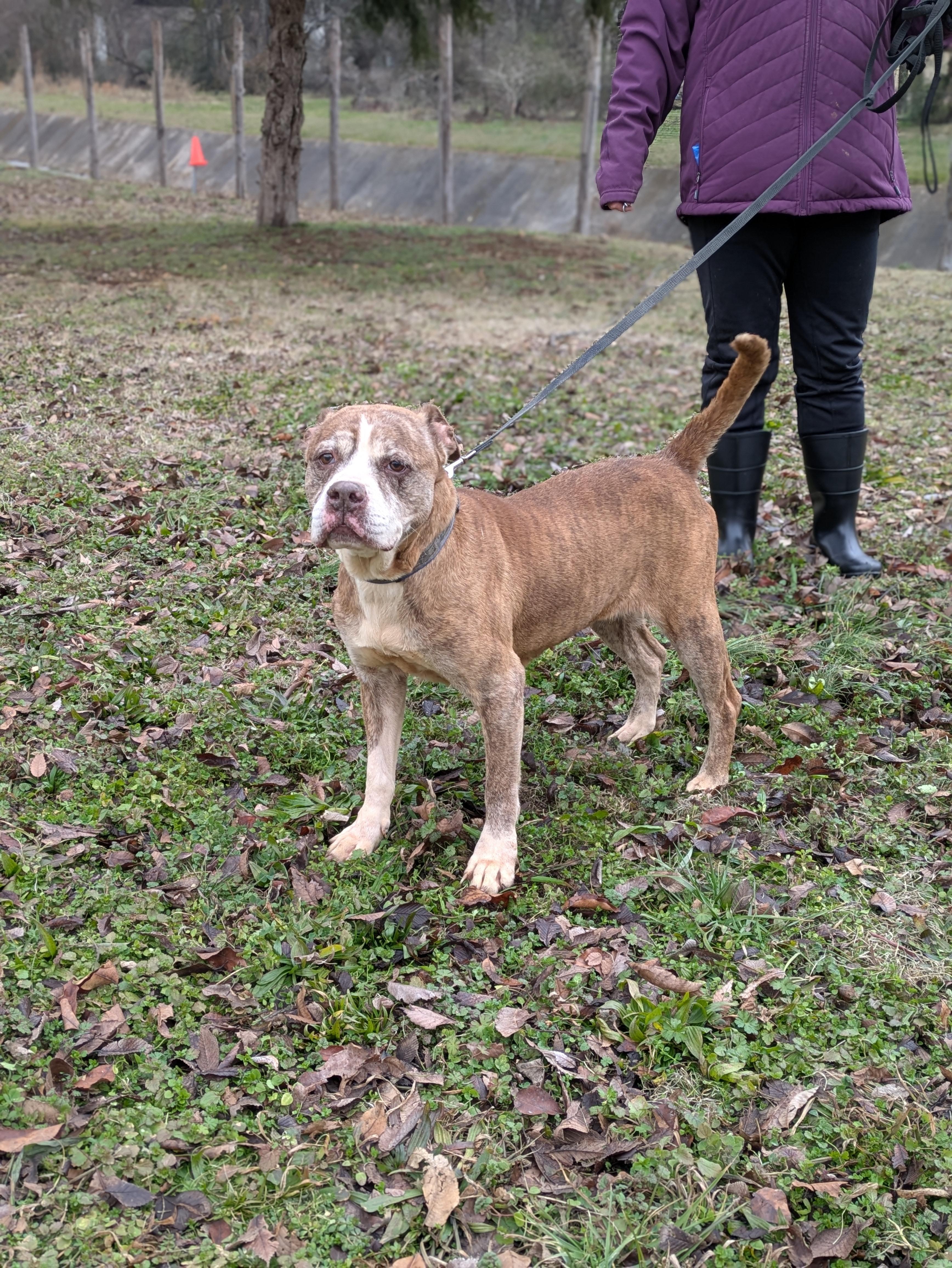 Pinhote, a Adoptable Mixed Breed in Huntsville, AL image 6/6