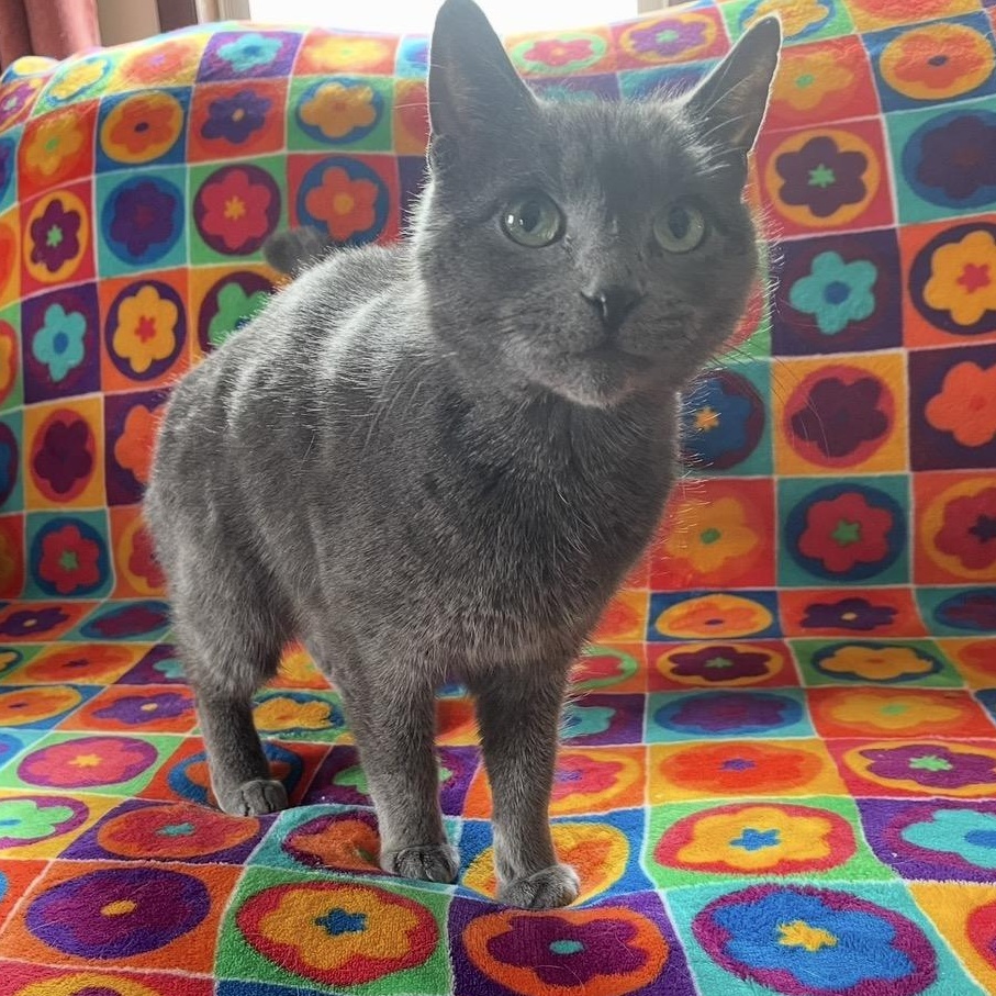 Enlarge Molly, an adopted mixed breed in Scranton, PA image 3/3