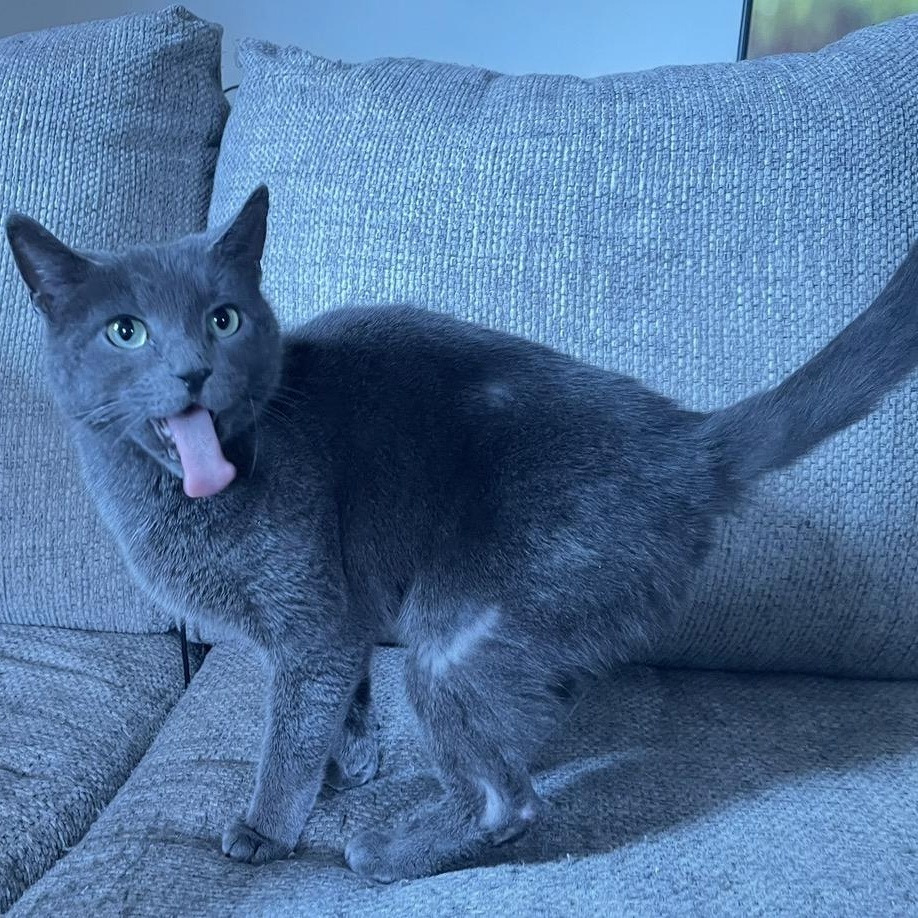 Enlarge Molly, an adopted mixed breed in Scranton, PA image 2/3