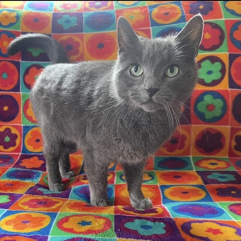 Enlarge Molly, an adopted mixed breed in Scranton, PA image 1/3