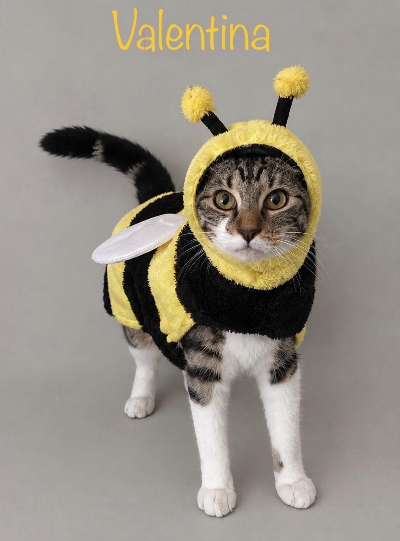 Enlarge Valentina, a Adoptable Tabby in Oakley, CA image 1/5