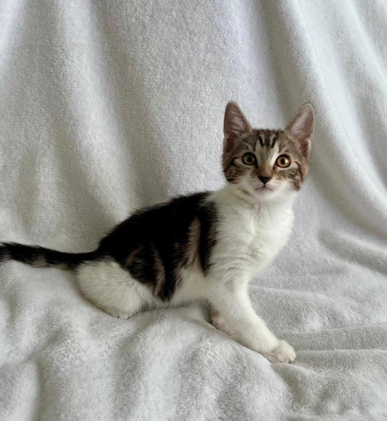 Valentina, a ADOPTABLE Tabby in Oakley, CA image 2/3