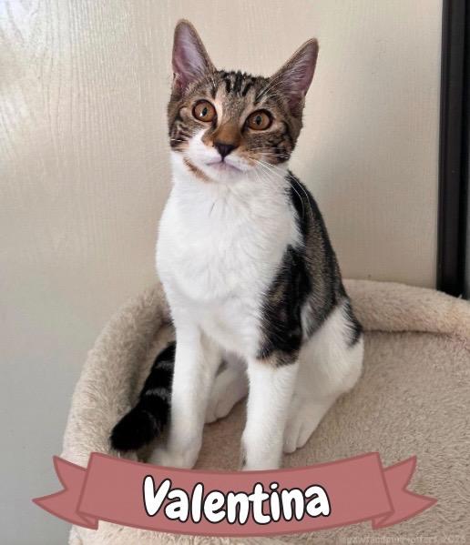 Valentina, ADOPTABLE, Kitten Female Tabby.