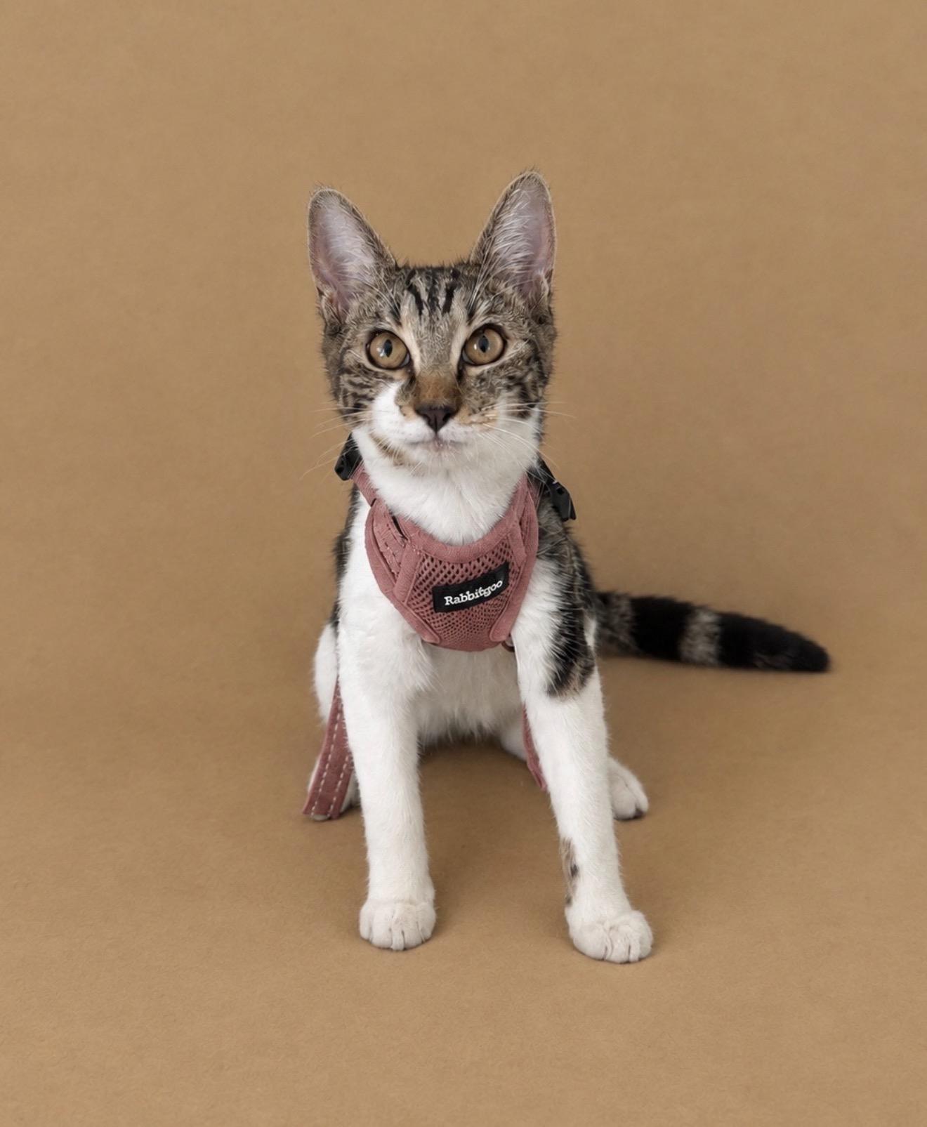 Enlarge Valentina, a Adoptable Tabby in Oakley, CA image 2/5