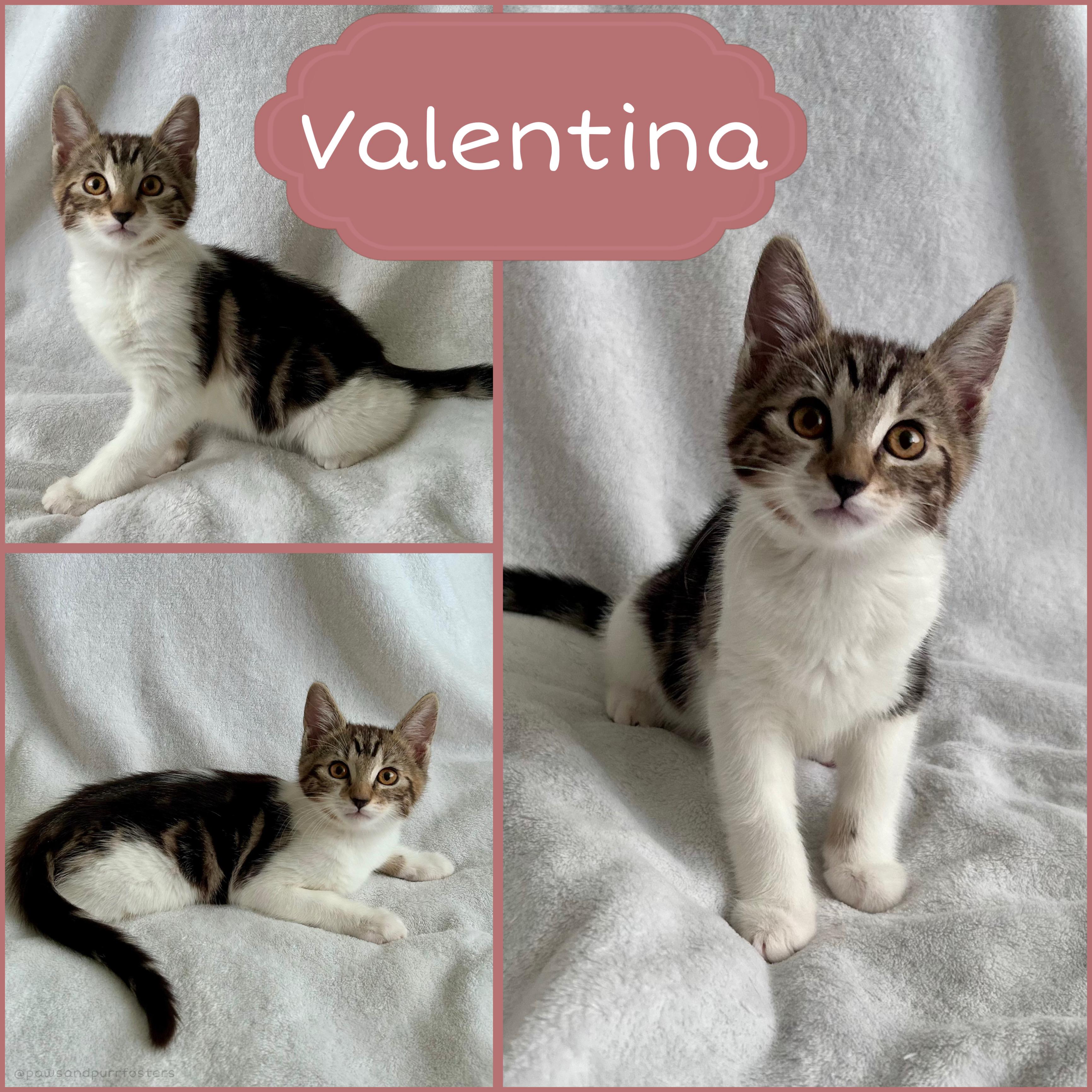 Valentina, ADOPTABLE, Kitten Female Tabby.